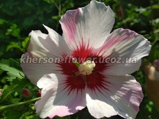 Гибискус древовидный бело-розовый (сирийская роза).