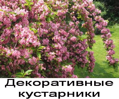 вейгела декоративный кустарник купить в Украине