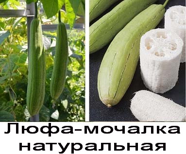 Люфа натуральная мочалка семена купить в Украине