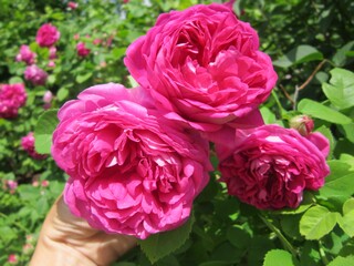 Чайная роза ярко-розовая